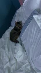 Lost Male Cat last seen MacAmley , Buffalo, NY 14220