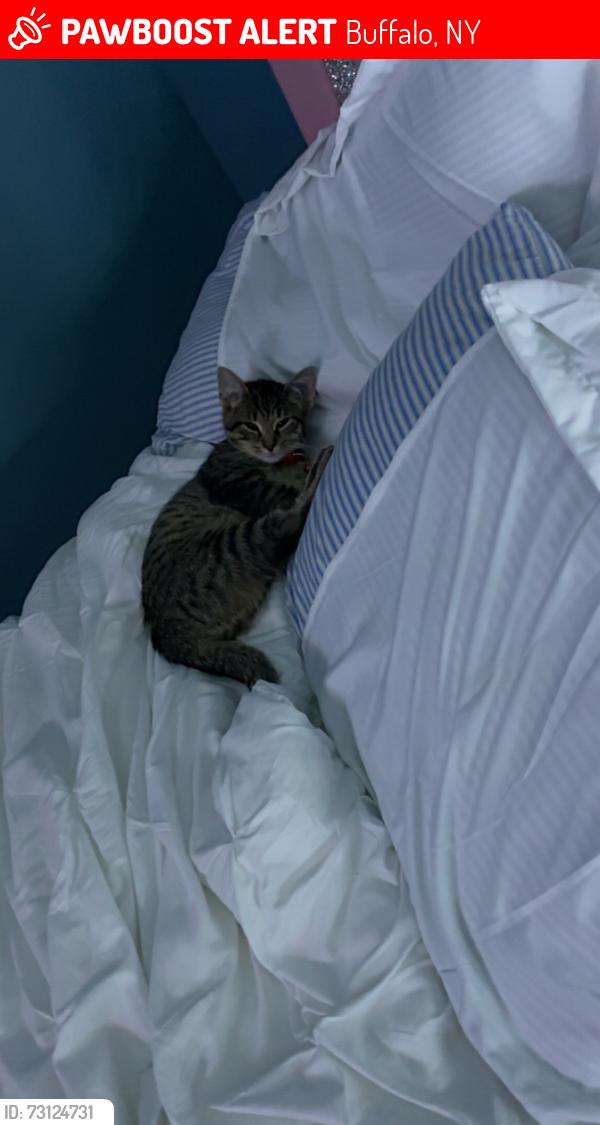 Lost Male Cat last seen MacAmley , Buffalo, NY 14220