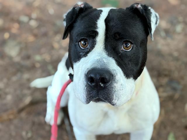 Shelter Stray Male Dog last seen CHARLOTTE, 8315 Byrum Dr, Charlotte, NC 28217, USA