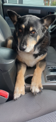 Reunited Male Dog last seen Saint Mary’s Catholic Church parking lot, Shelby, NC 28150