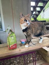 Found/Stray Female Cat last seen Mt. Joy St, Locust St, Elizabethtown, PA 17022