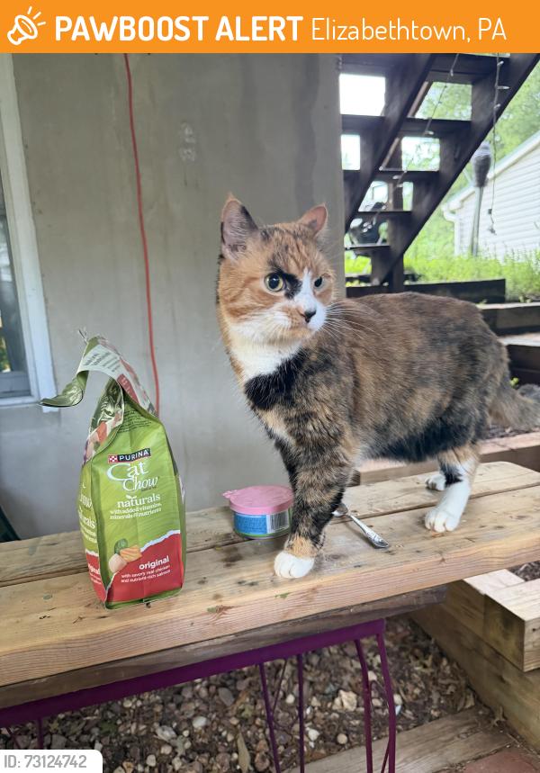Found/Stray Female Cat last seen Mt. Joy St, Locust St, Elizabethtown, PA 17022
