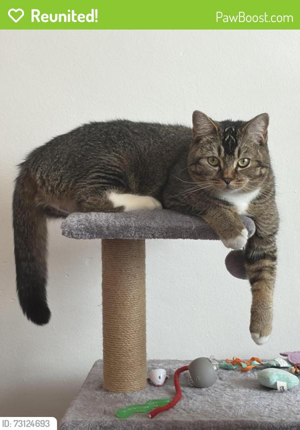 Reunited Female Cat last seen Eastbourne Road N15, Tottenham, England 