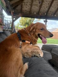 Found/Stray Male Dog last seen Near Los Locals off Navy Blvd, Panama City Beach, FL 32407