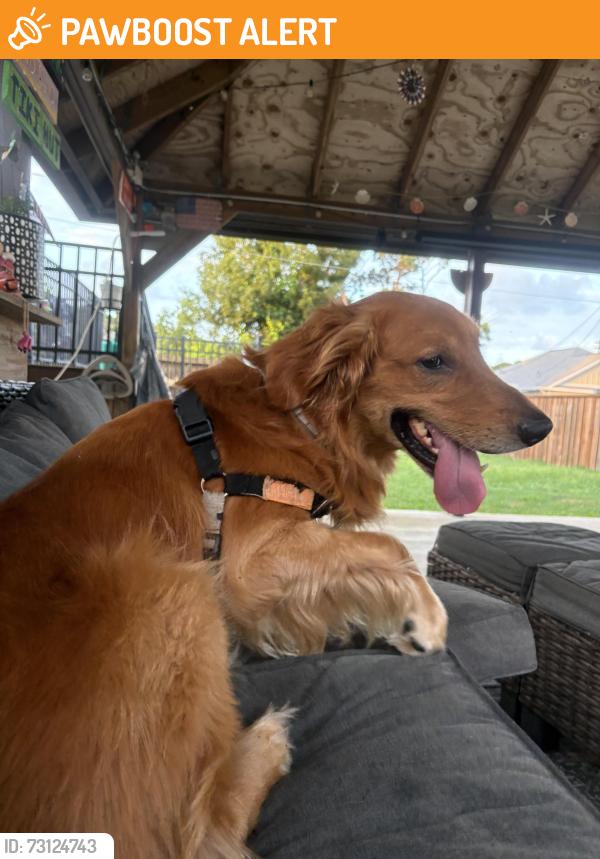 Found/Stray Male Dog last seen Near Los Locals off Navy Blvd, Panama City Beach, FL 32407