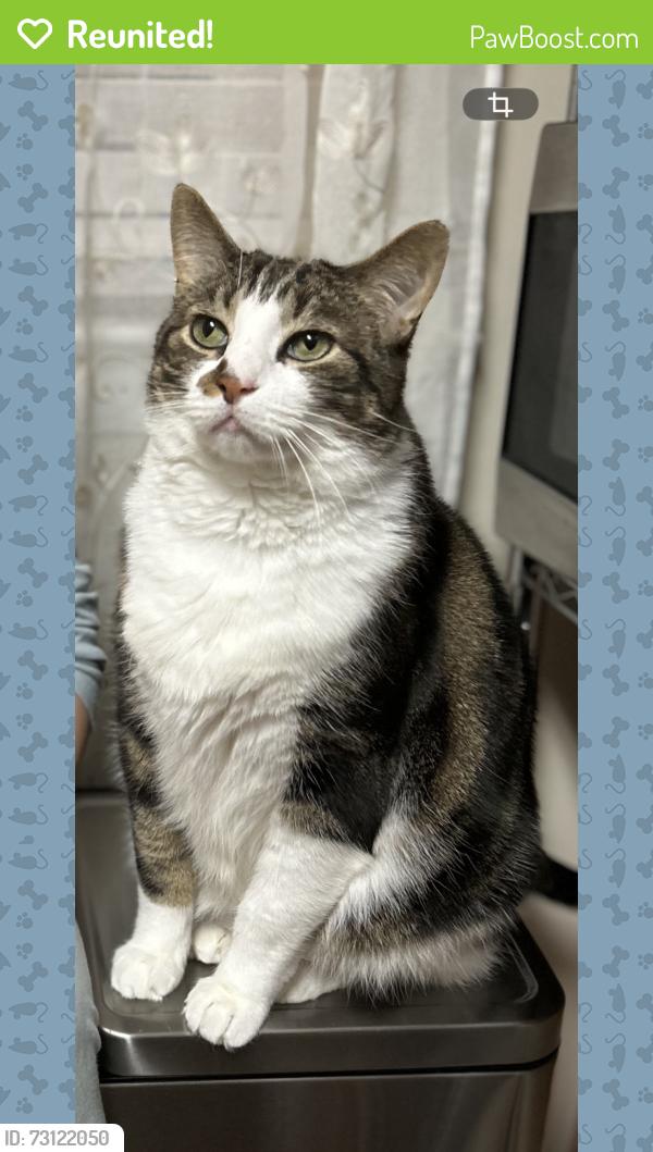 Reunited Male Cat last seen Ramer road and Cabell Road, Philadelphia, PA 19154