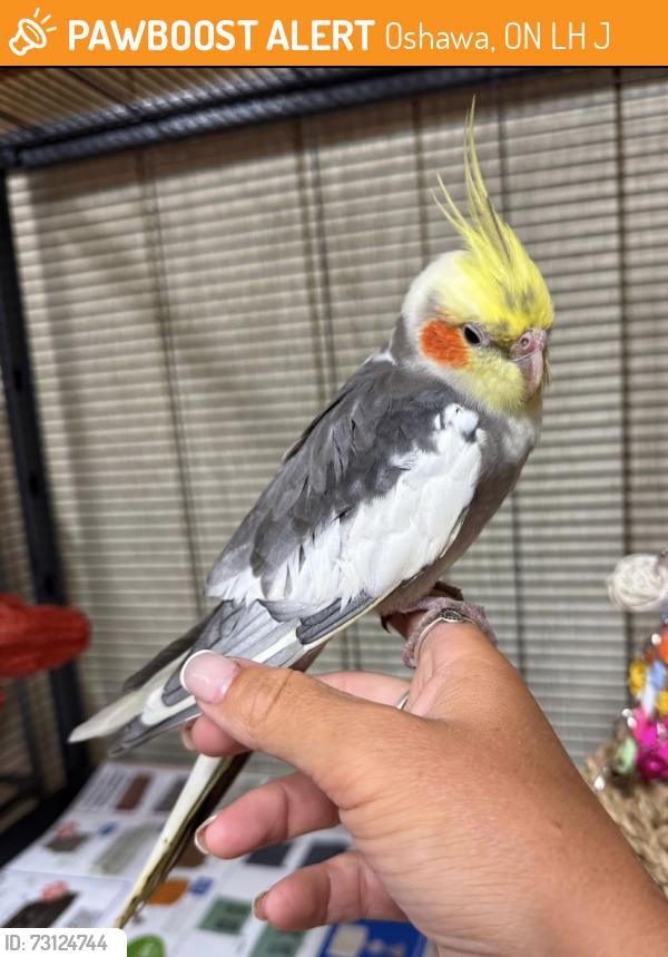 Found/Stray Male Bird last seen Oshawa Zoo, Oshawa, ON L1H 0J1