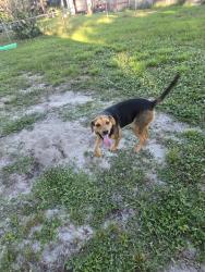 Reunited Male Dog last seen Near Deming Ave SE, Palm Bay, FL 32909