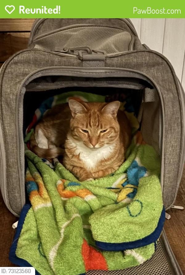 Reunited Female Cat last seen School Street / Rancho Drive, Elk Grove, CA 95624