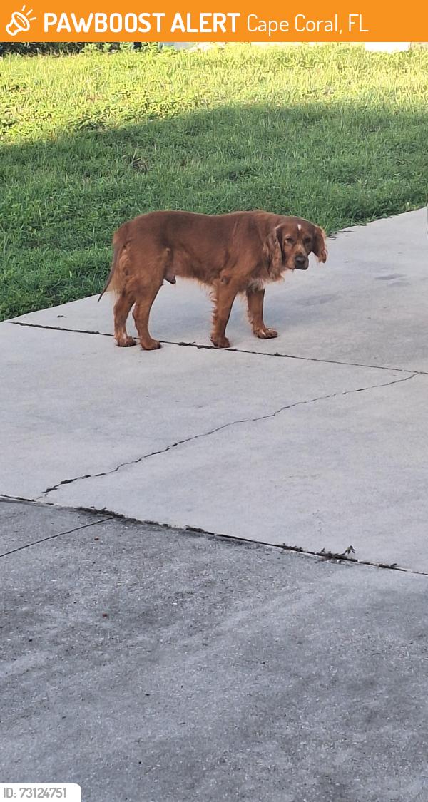 Found/Stray Male Dog last seen sw 11th terrace, Cape Coral, FL 33991