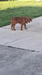 Found/Stray Male Dog last seen sw 11th terrace, Cape Coral, FL 33991
