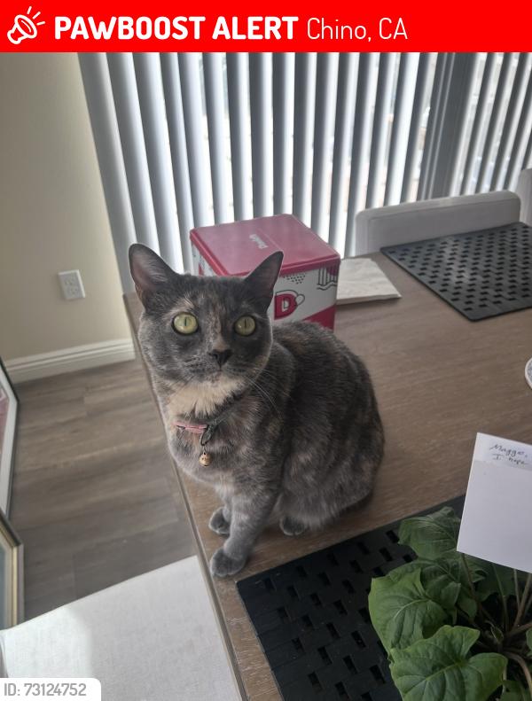 Lost Female Cat last seen Eucalyptus Ave, Chino, CA 91710