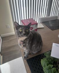 Lost Female Cat last seen Eucalyptus Ave, Chino, CA 91710