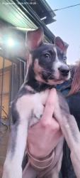 Reunited Male Dog last seen Monaco and Yale come on I'm coming in or not, Denver, CO 80224