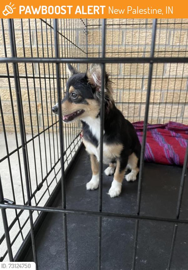 Found/Stray Unknown Dog last seen N 800 W south of Thmpson, New Palestine, IN 46163