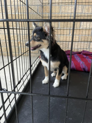 Found/Stray Unknown Dog last seen N 800 W south of Thmpson, New Palestine, IN 46163