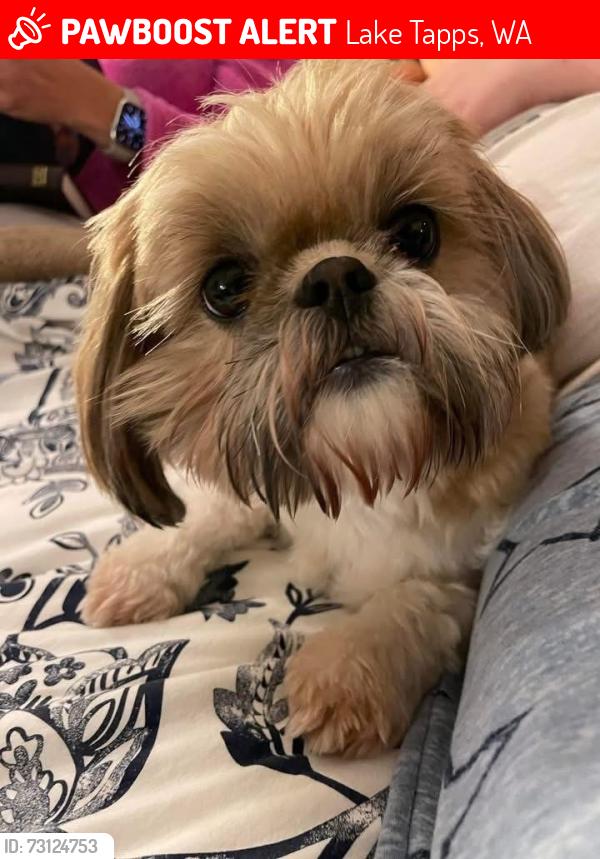 Lost Female Dog last seen 185th Ave., Lake Tapps, WA 98391
