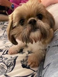 Lost Female Dog last seen 185th Ave., Lake Tapps, WA 98391