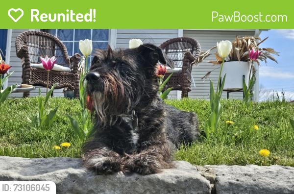 Reunited Male Dog last seen East Washington st, Chagrin Falls, OH 44023