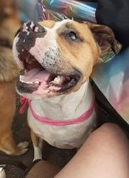 Lost Male Dog last seen Miner ave, Fort Wayne, IN 46807