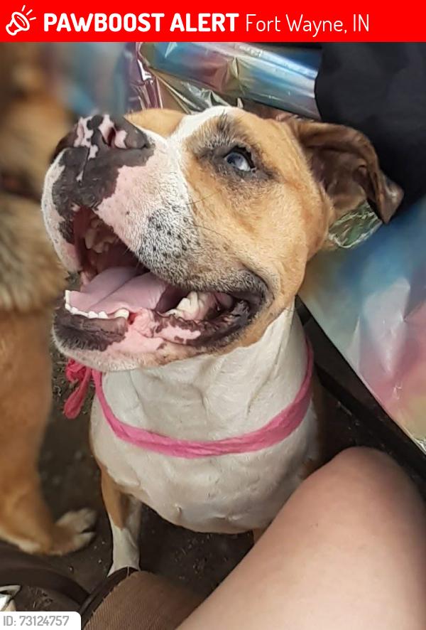 Lost Male Dog last seen Miner ave, Fort Wayne, IN 46807