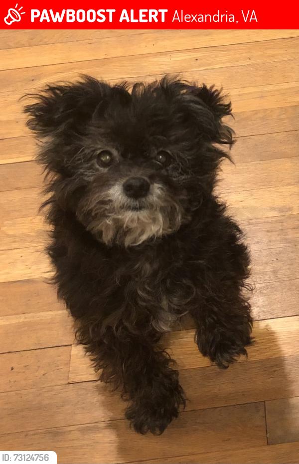 Lost Female Dog last seen Near Paul Spring Road , Alexandria, VA 22307