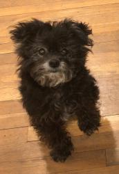 Lost Female Dog last seen Near Paul Spring Road , Alexandria, VA 22307