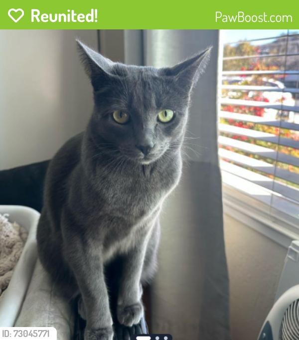 Reunited Male Cat last seen sutcliff ave, San Jose, CA 95118