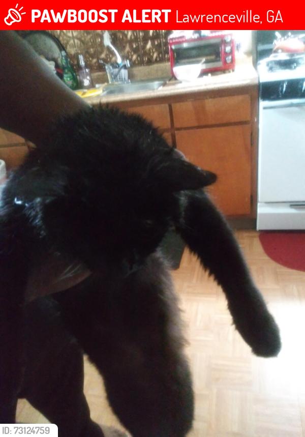 Lost Female Cat last seen Spring falls drive Spring lake, Lawrenceville, GA 30045