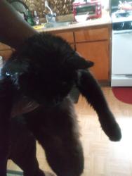 Lost Female Cat last seen Spring falls drive Spring lake, Lawrenceville, GA 30045