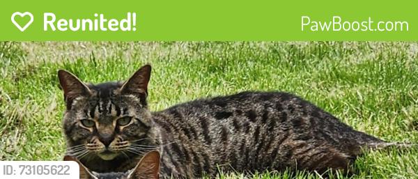 Reunited Female Cat last seen Golf club, Perton, England 