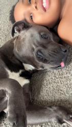 Reunited Male Dog last seen Townsend st Vandyke and 94, Detroit, MI 48213