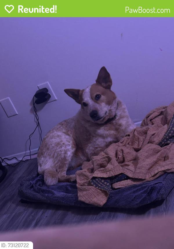 Reunited Male Dog last seen Neighborhood behind Lily st, Greenville, SC 29617