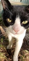 Found/Stray Unknown Cat last seen Gipsy Road, Norwood, England SE27