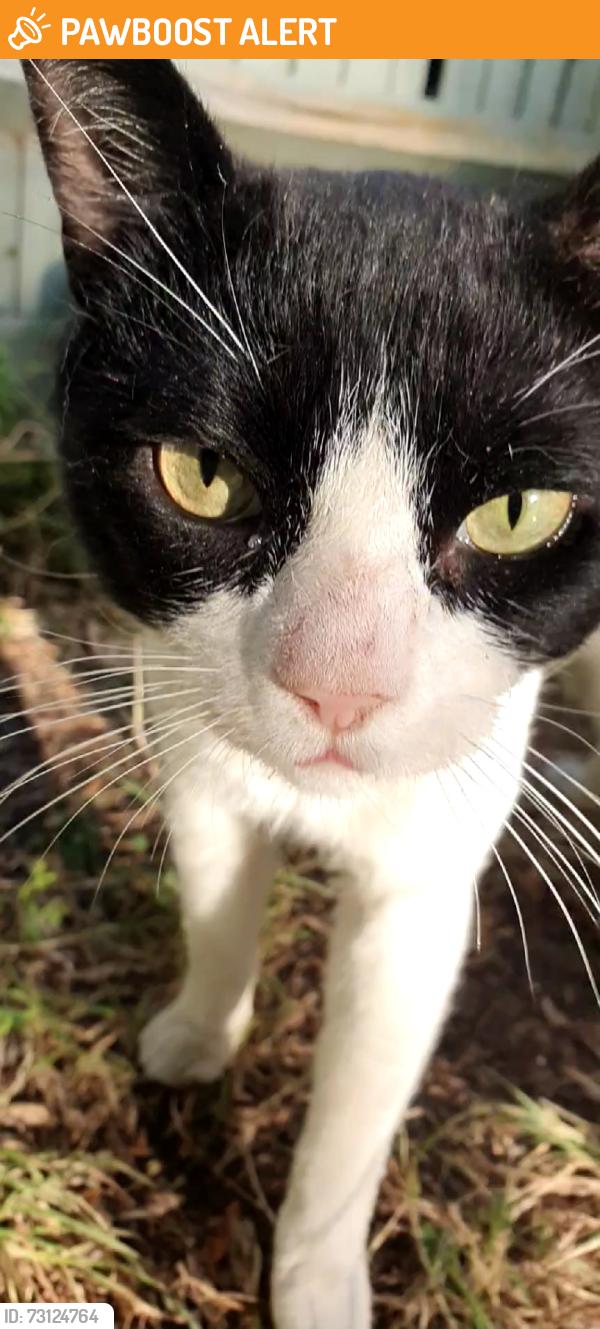 Found/Stray Unknown Cat last seen Gipsy Road, Norwood, England SE27