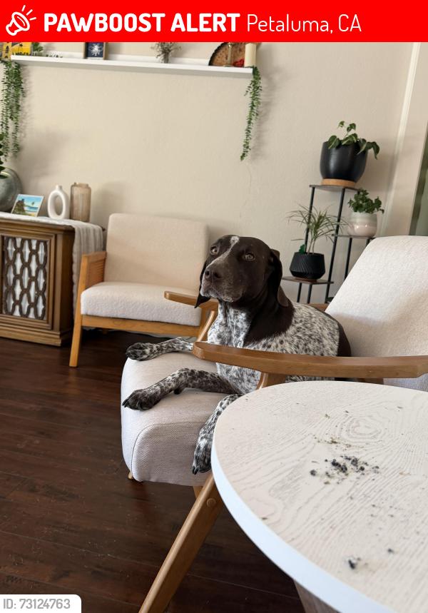 Lost Female Dog last seen Liberty street, Petaluma, CA 94952