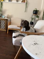 Lost Female Dog last seen Liberty street, Petaluma, CA 94952