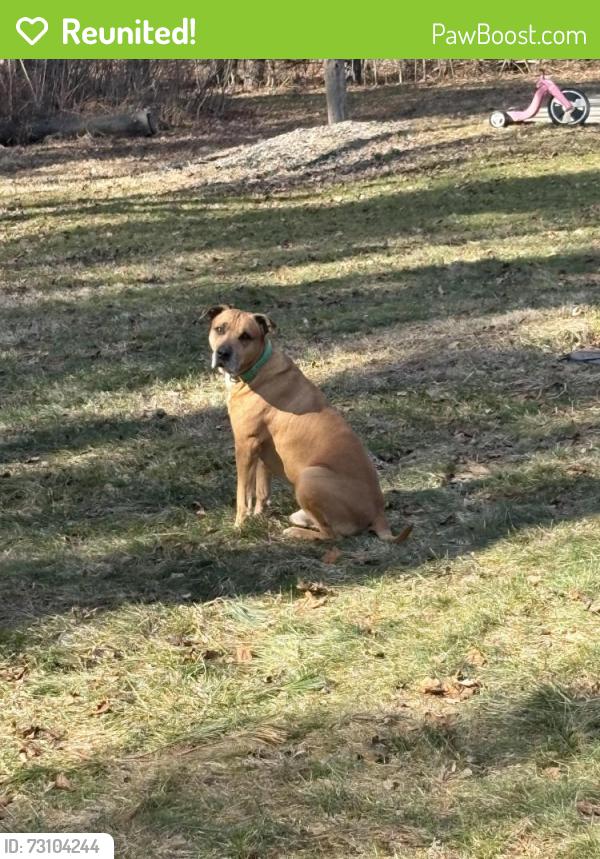 Reunited Male Dog last seen Skyhill rd, Mahoning Township, PA 16116
