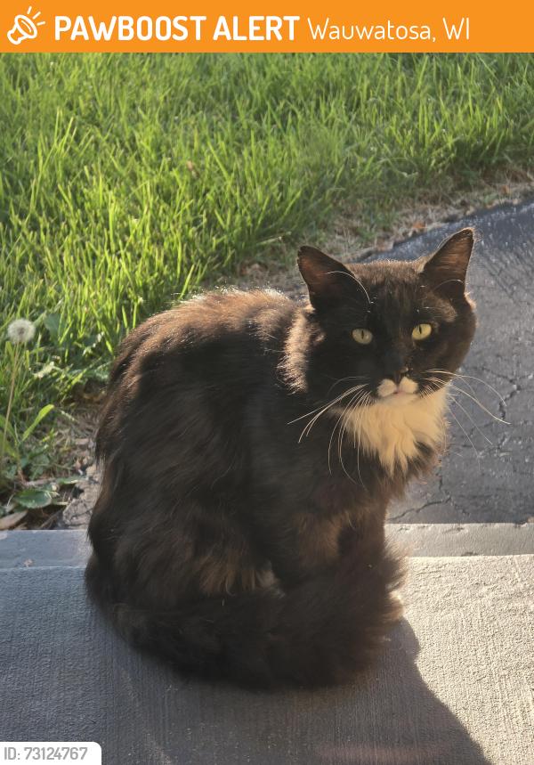 Found/Stray Unknown Cat last seen 112th and Wisconsin, Wauwatosa, WI 53226
