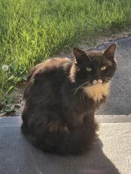 Found/Stray Unknown Cat last seen 112th and Wisconsin, Wauwatosa, WI 53226