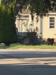 Found/Stray Unknown Dog last seen Kwik trip, Green Bay, WI 54302