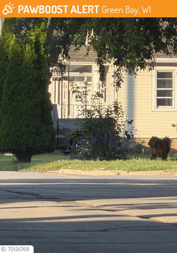 Found/Stray Unknown Dog last seen Kwik trip, Green Bay, WI 54302