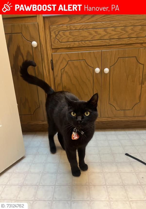 Lost Male Cat last seen Near Gitts Run Rd, Hanover, PA 17331, Hanover, PA 17331