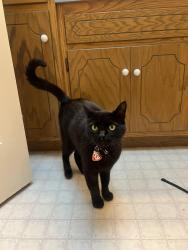 Lost Male Cat last seen Near Gitts Run Rd, Hanover, PA 17331, Hanover, PA 17331