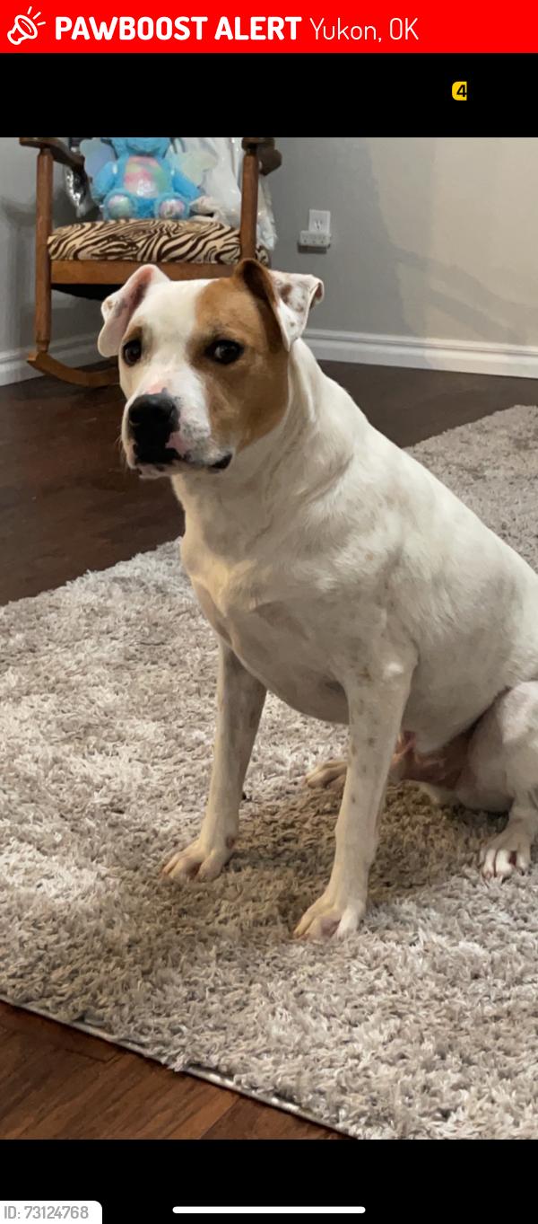 Lost Male Dog last seen morgan road and 15th street, Yukon, OK 73099