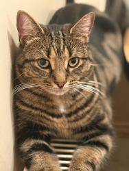 Reunited Female Cat last seen Felipe road, Chafford Hundred, England RM16 6NE