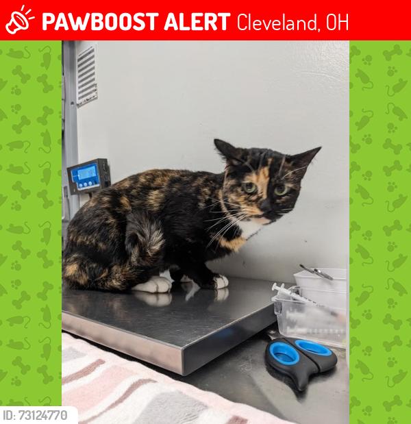 Lost Female Cat last seen Shadysid3, Cleveland, OH 44144