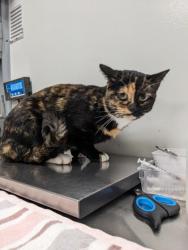 Lost Female Cat last seen Shadysid3, Cleveland, OH 44144