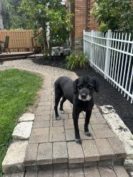 Lost Male Dog last seen Handman Ave, Cincinnati, OH 45226