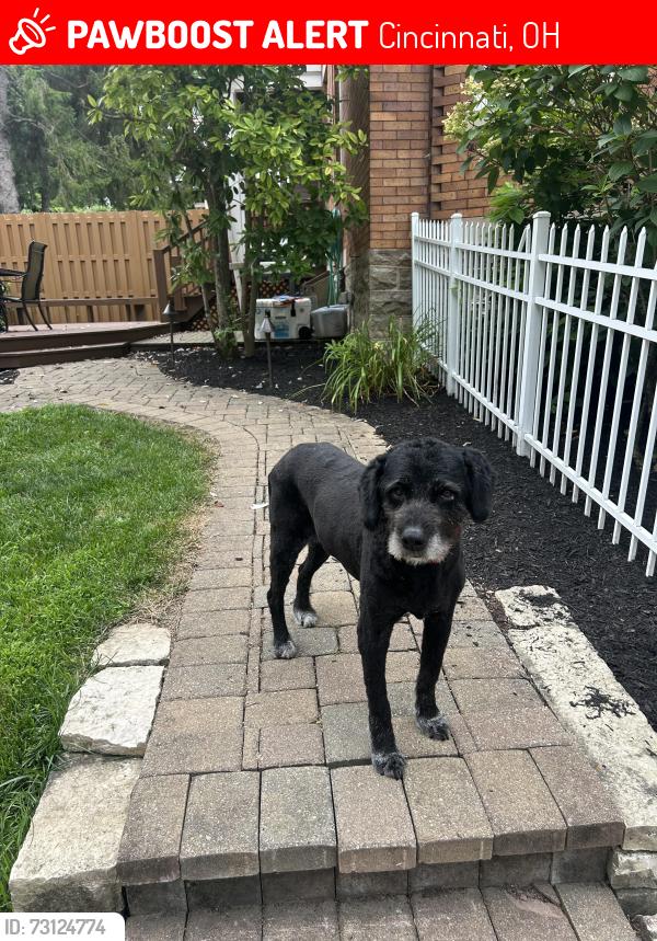 Lost Male Dog last seen Handman Ave, Cincinnati, OH 45226